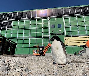 Adelie penguin in front of the green building with solar panels