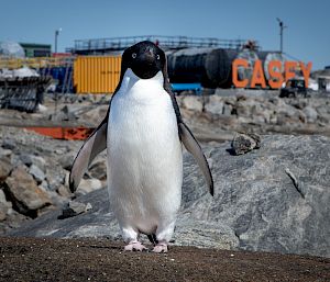 A penguin stands in the foreground looking at the camera. In the background, large orange letters say "CASEY"