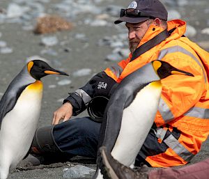An expeditioner sits on a beach and is approached by king penguins.