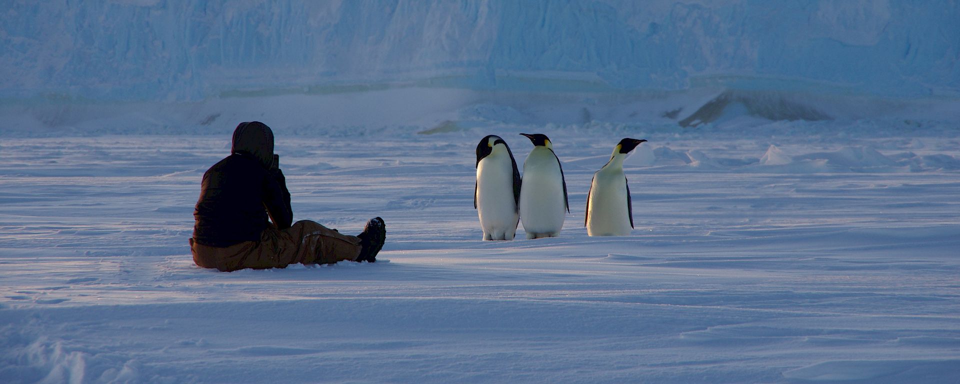 Expeditioner sitting on the sea ice observing three emperor penguins. Grounded iceberg close behind