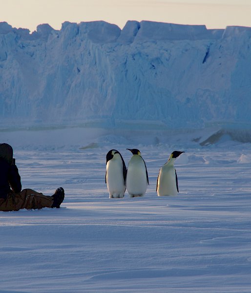 Expeditioner sitting on the sea ice observing three emperor penguins. Grounded iceberg close behind