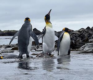 Three white black and yellow penguins stand in the water with kelp in the background