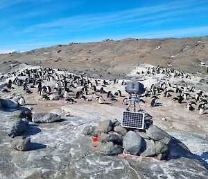 A remote penguin monitoring camera, set up near an Adelie penguin colony at Davis, contributing to the avian influenza monitoring effort.