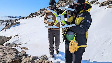 Two scientists prepare a drone to count penguins in a nearby colony, as part of their avian influenza monitoring work at Davis.