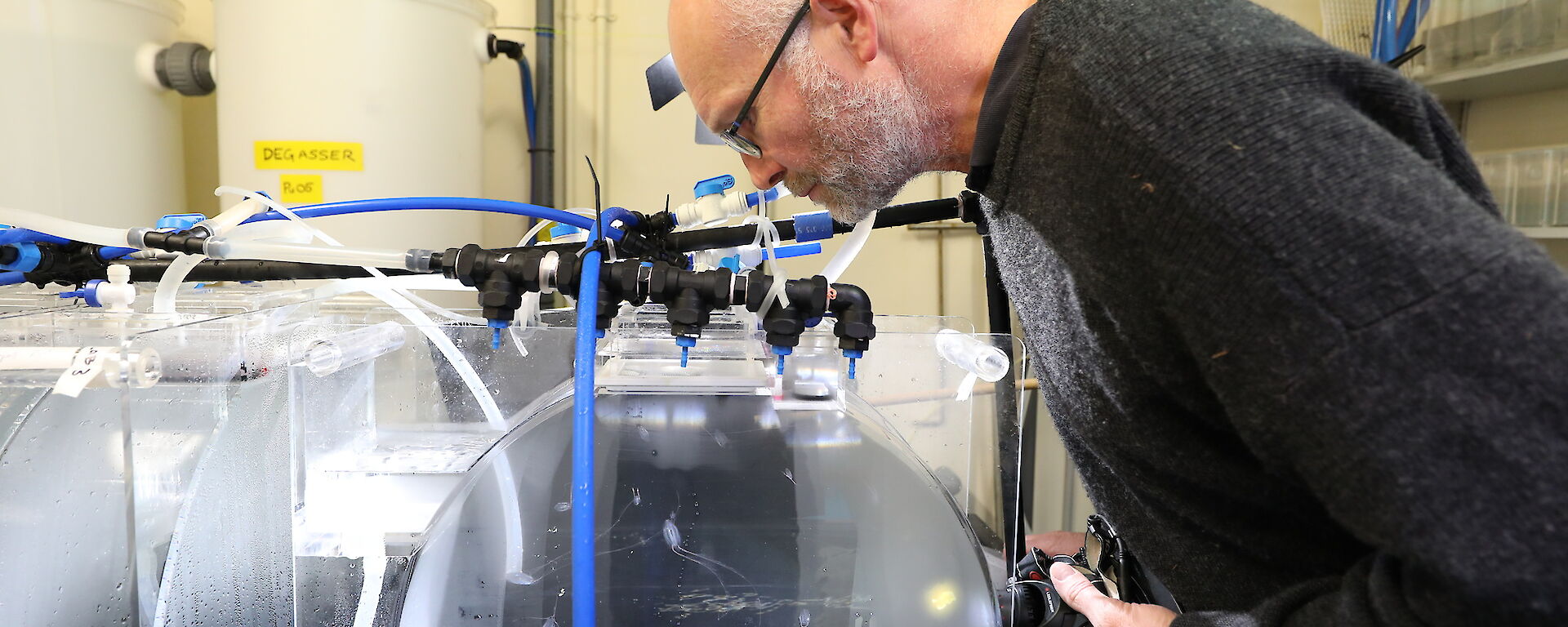 Krill researcher Rob King checks on some predatory ctenophores, or comb jellies, in the AAD aquarium.