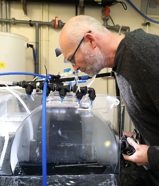 Krill researcher Rob King checks on some predatory ctenophores, or comb jellies, in the AAD aquarium.