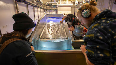 Scientists work in the wet well on RSV Nuyina capturing krill