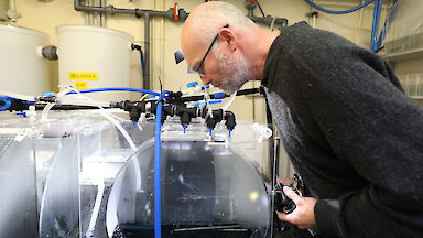 Krill researcher Rob King checks on some predatory ctenophores, or comb jellies, in the AAD aquarium.