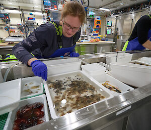 Two scientists are leaning forward over trays of marine creatures, intent on sorting them