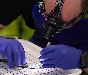 Scientist with a head torch using tweezers to work with a sample in the labs
